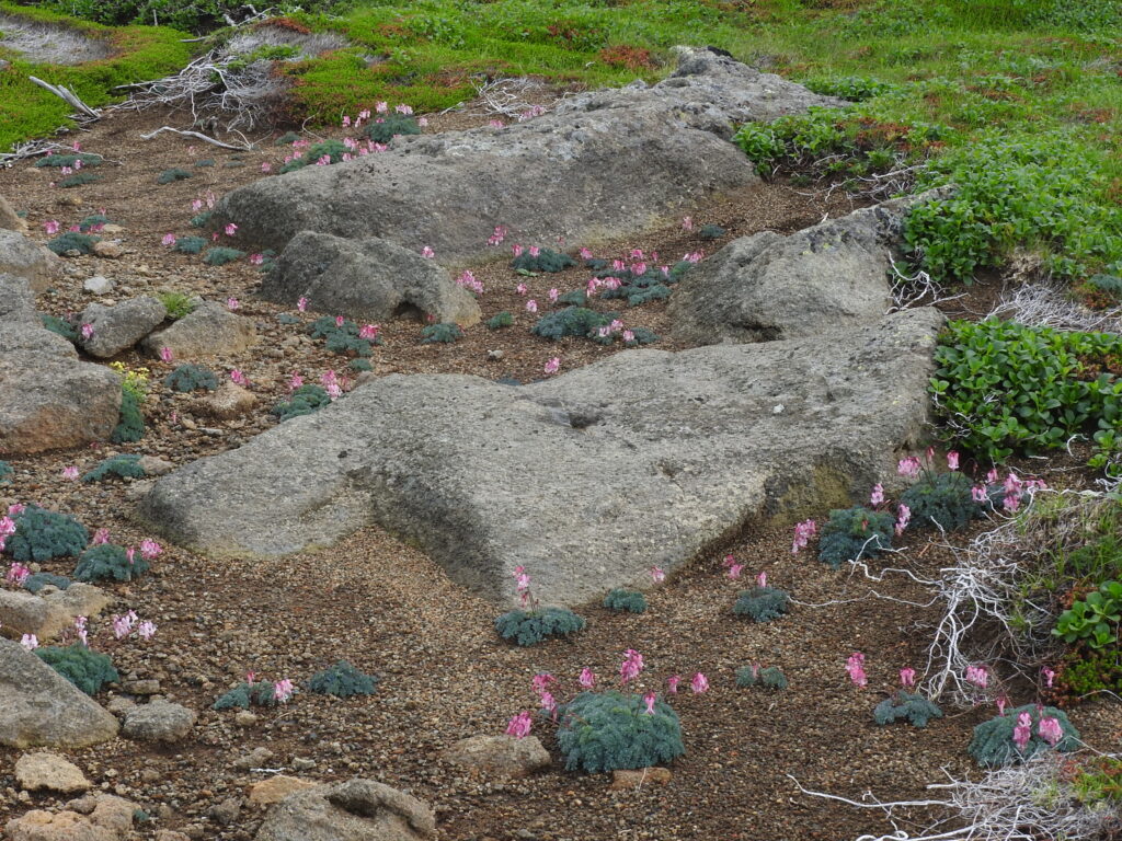 駒草平、地名のとおりでこれはほんの一部、他の高山植物もたくさん