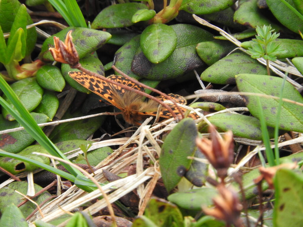 アサヒヒョウモン