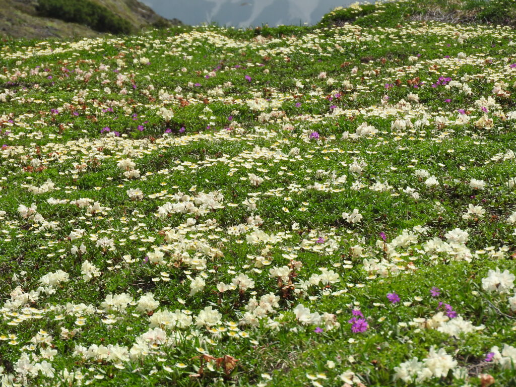 北海平末端のお花畑